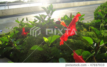 側芙蓉 側芙蓉 47697010