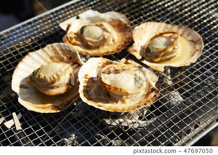 扇貝形象 47697050