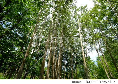 Shirakaba Fermeur · Tail Biei 47697117