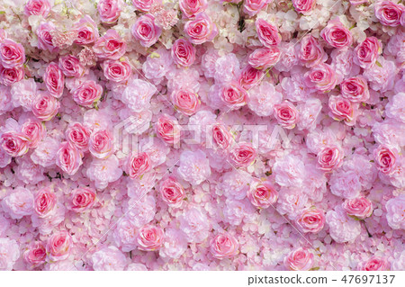 Pink roses background / Pink roses wallpaper Pink roses background / Pink roses wallpaper 47697137