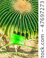 Green cactus and sign  47697273