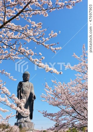 Ibaraki Prefecture spring Ushiku Great Buddha and cherry blossoms Ibaraki Prefecture spring Ushiku Great Buddha and cherry blossoms 47697903