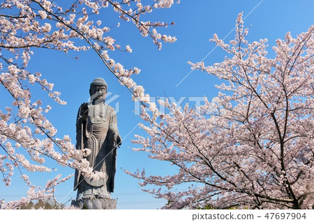 Ibaraki Prefecture spring Ushiku Great Buddha and cherry blossoms 47697904