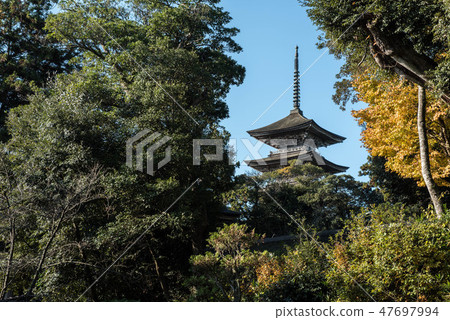 Fall of Shimeji 47697994