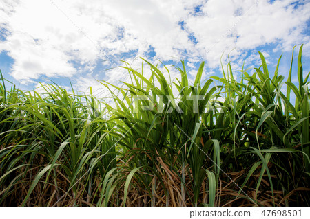 Sugarcane leaves with sky. Sugarcane leaves with sky. 47698501