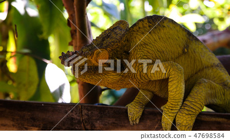 Parsins Chameleon Toamasina province, Madagascar Parsins Chameleon Toamasina province, Madagascar 47698584