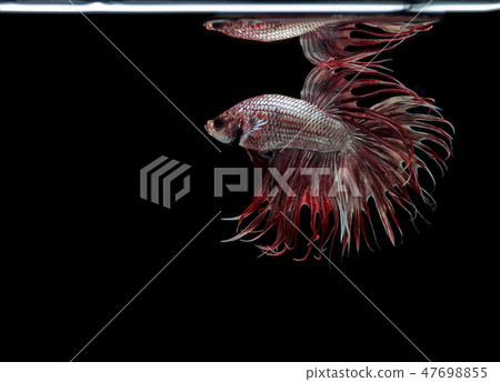 Siamese fighting fish,black backdrop,Betta Fish Siamese fighting fish,black backdrop,Betta Fish 47698855