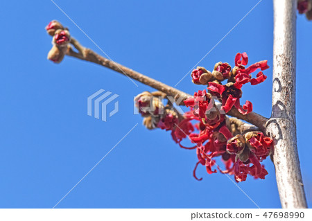 Akabana mansaku（紅色花朵） 47698990