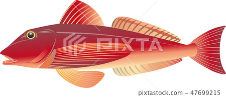 Gurnard Gurnard 47699215