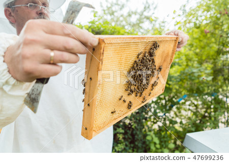 Beekeeper holding honeycomb with bees in his hands 47699236