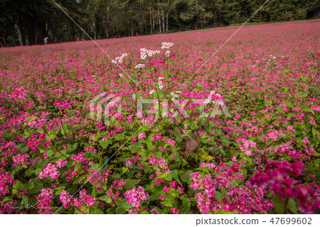 Red flower flowers Red flower flowers 47699602
