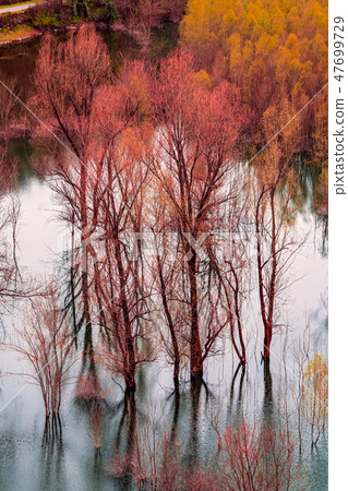 Colorful trees reflected in the lake 47699729