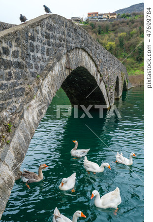 Swans swimming under ancient arch bridge 47699784