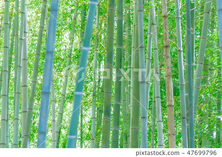 Bamboo grove in early summer Bamboo grove in early summer 47699796