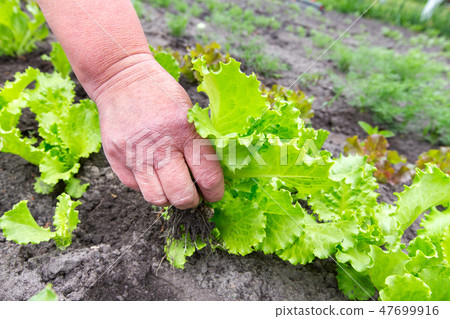 young lettuce harvest young lettuce harvest 47699916