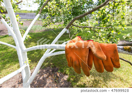 gardening gloves 47699928
