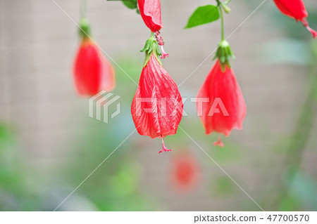 紅Unaki姬路花 47700570