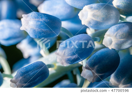 Close up of buds. Bouquet of blue muscari flowers in glass vase on wooden table. Spring bulbous 47700596
