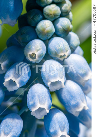 Close up of buds. Bouquet of blue muscari flowers in glass vase on wooden table. Spring bulbous 47700597