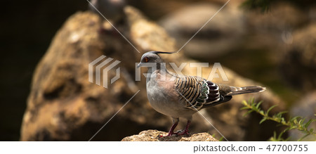 Crested Pigeon Crested Pigeon 47700755