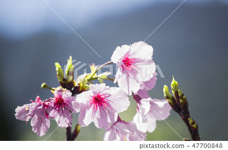 櫻花 櫻花 47700848