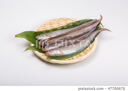 Norogenge Norogenge 47700878