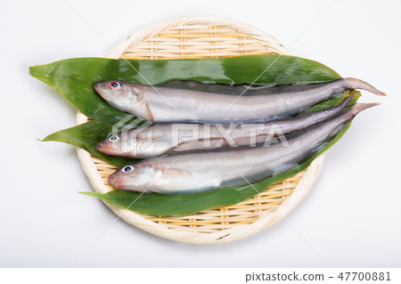 Norogenge Norogenge 47700881