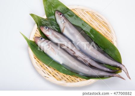 Norogenge Norogenge 47700882