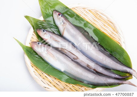 Norogenge Norogenge 47700887