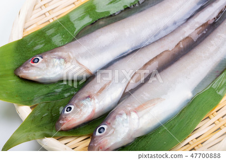 Norogenge Norogenge 47700888