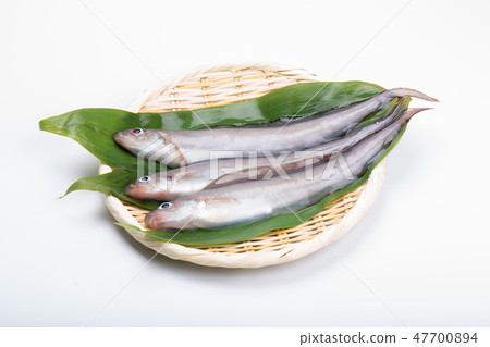 Norogenge Norogenge 47700894