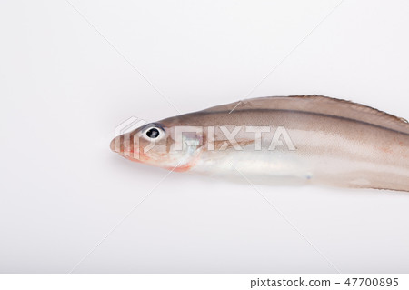 Norogenge Norogenge 47700895