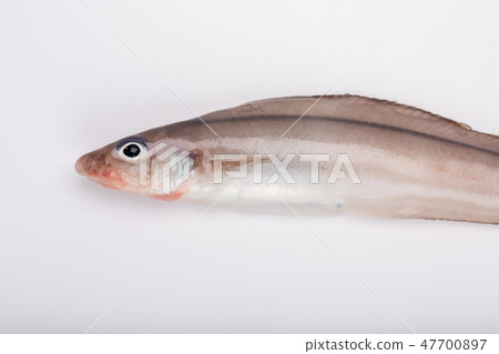 Norogenge Norogenge 47700897