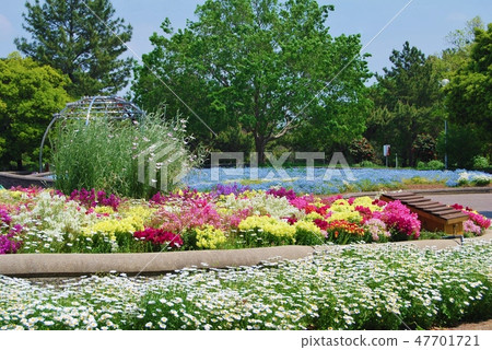 一張花床在春天公園 一張花床在春天公園 47701721