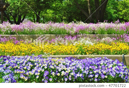 A flower bed in a spring park A flower bed in a spring park 47701722