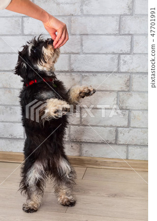 Miniature mini schnauzer standing on hind legs 47701991