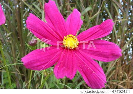 The warm and pink love that comes out of love. The warm and pink love that comes out of love. 47702454