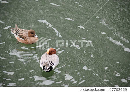 一對夫婦的水禽 47702669