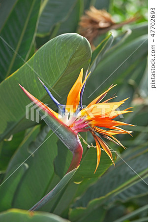 Vivid glutinous butterfly flower Vivid glutinous butterfly flower 47702693
