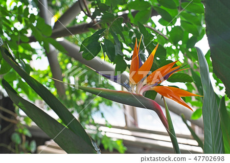 Vivid glutinous butterfly flower Vivid glutinous butterfly flower 47702698