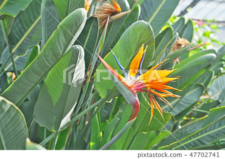 生動的糯蝴蝶花 47702741