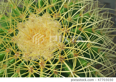 仙人掌金沙 仙人掌金沙 47703030