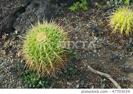 仙人掌金沙 仙人掌金沙 47703034