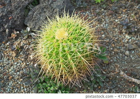 Cactus Kinshachi 47703037