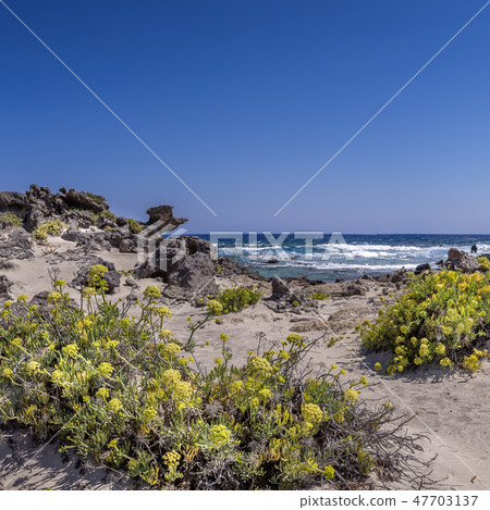 Blooming flowers on white sand of Crete coastline Blooming flowers on white sand of Crete coastline 47703137