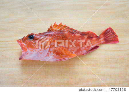 蝎子魚 47703138