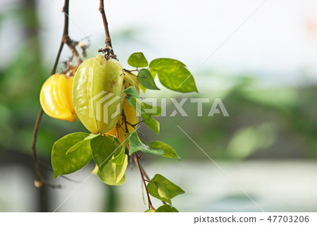 Yellow star fruit fruit Yellow star fruit fruit 47703206