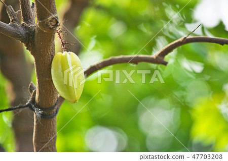 Yellow star fruit fruit Yellow star fruit fruit 47703208
