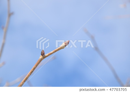 Sprout of a handkerchief tree 47703705