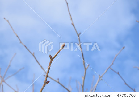 Sprout of a handkerchief tree 47703706